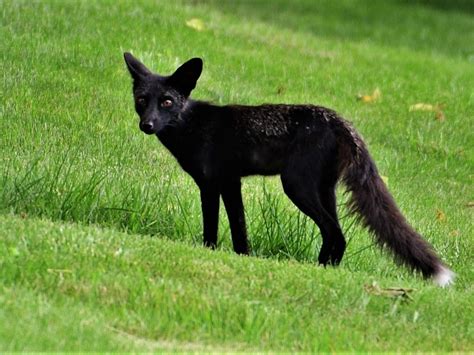 A Rare Black Fox, Chicago Harbor And A Nest Builder: IL In Photos ...