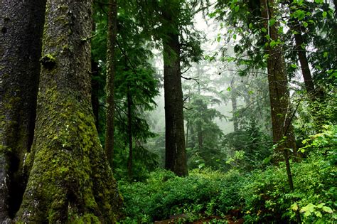 Old Growth Forest, Oswald West State Park, Oregon | Old Grow… | Flickr