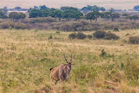 Antelope in the Green Grass Nature · Free Stock Photo