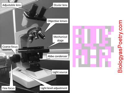 Microscope Diaphragm Function