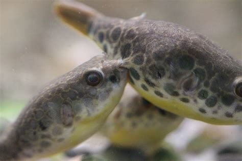 Spotted Congo Puffer ( Tetraodon Schoutedeni) breeding last night : r/Aquariums