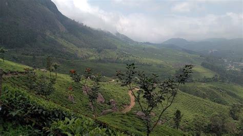 Kolukkumalai Tea Estate | Munnar - What to Expect | Timings | Tips - Trip Ideas by MakeMyTrip