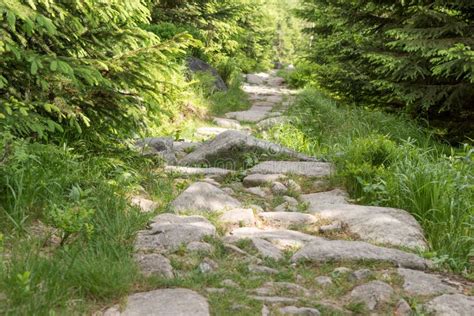 Stony Hiking Trail in the Forest Stock Photo - Image of forest, foliage ...