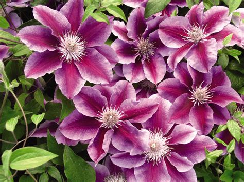 Different Types of Clematis | HGTV