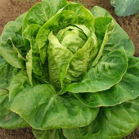 Lettuce Seeds in Canada | Order Online | OSC Seeds