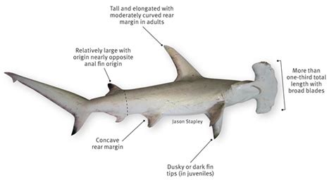 Animals & Pets: Great Hammerhead Shark