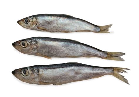 Sprat Royalty Free Stock Photo - Image: 20697055