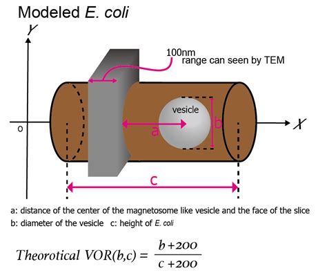 Team:Kyoto/Project/Magnetosome Formation - 2014.igem.org