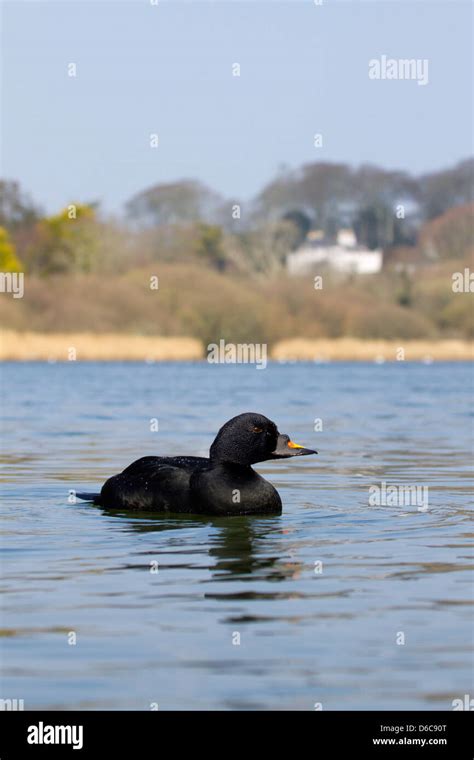 Common Scoter; Melanitta nigra; Male; Winter; UK Stock Photo - Alamy