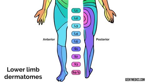 Dermatomes Of The Leg - Dermatomes Chart and Map