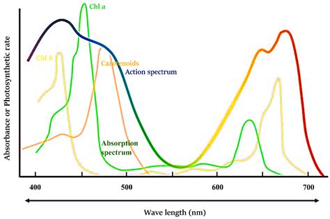 IJMS | Free Full-Text | Modulations in Chlorophyll a Fluorescence Based ...