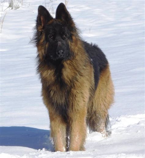 What Is A King German Shepherd Dog