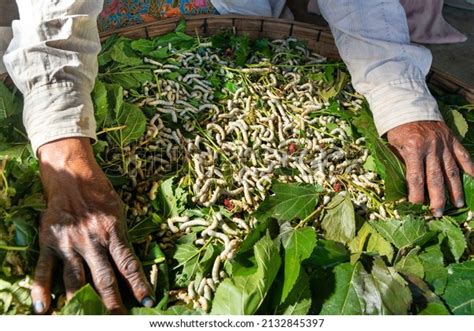 4,006 Silkworm Farm Images, Stock Photos & Vectors | Shutterstock