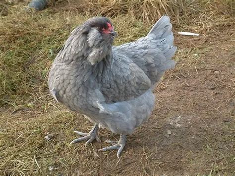 Ameraucana Chicken Breed Information & Guide - Livestocking