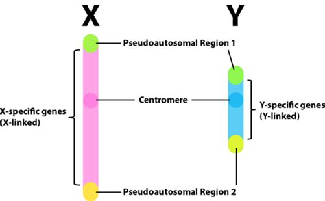 10.3 Pseudo-Autosomal Regions on the X and Y Chromosomes – Introduction ...