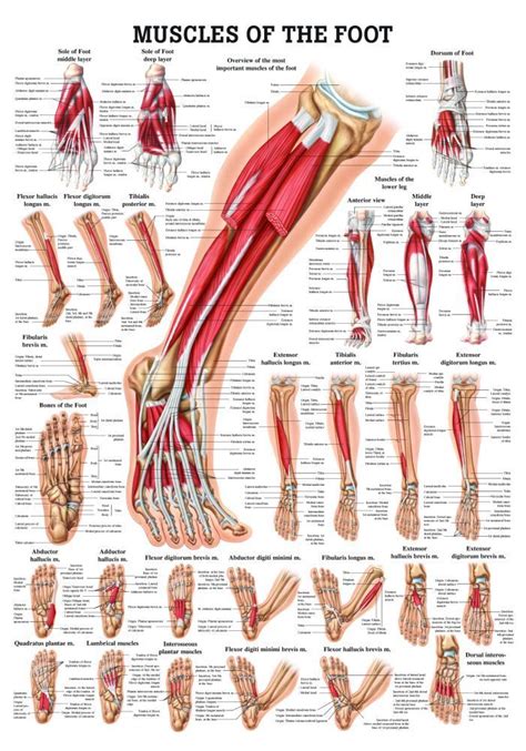 Muscles of the Foot Laminated Anatomy Chart | Massage therapy, Body anatomy, Foot anatomy