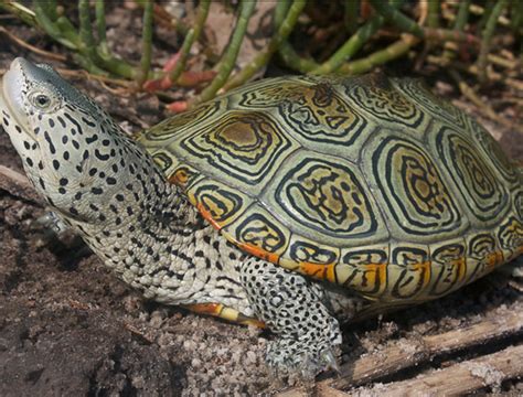 Northern Diamondback Terrapins | Hotline for Wildlife, Terrapin Rescue MA