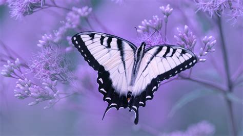 White Black Butterly In Light Purple Background 4K HD Butterfly Wallpapers | HD Wallpapers | ID ...