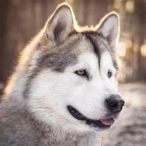 Alaskan Malamute Coat Colors | Coats and Colors