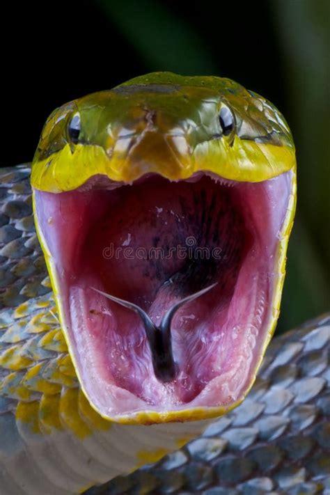 Attacking Snake / Great Lakes Viper / Atheris Nitschei Stock Image - Image of fast, biting: 39543829