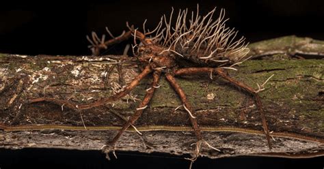 Biólogo capta a una araña gigante 'poseída' por un hongo parásito ...