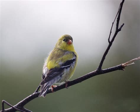 Goldfinch molting to breeding colors Photograph by Sue Capuano - Fine ...