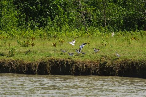 Erosion on the river bank near Sundarbans. | Smithsonian Photo Contest | Smithsonian Magazine