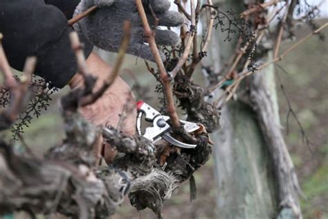 Pruning Grape Vines in Two Easy Steps | Gardeningtheme.com