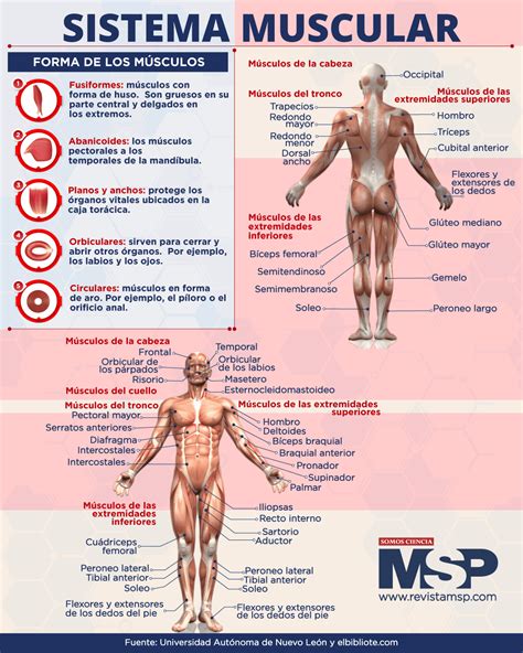 Sistema muscular - Infografía