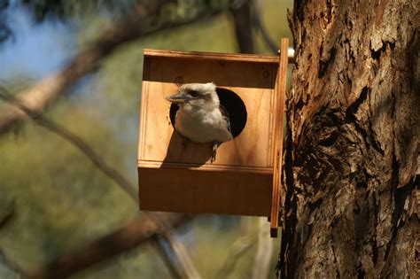 Kookaburra Nesting Box - fauNature