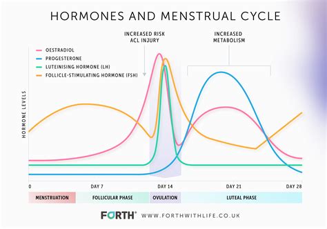 Women Estrogen Levels Chart