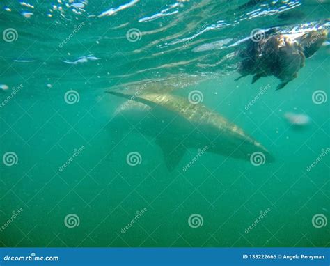 Copper shark underwater stock photo. Image of western - 138222666