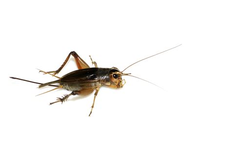 How to Tell Male from Female Crickets | Sciencing