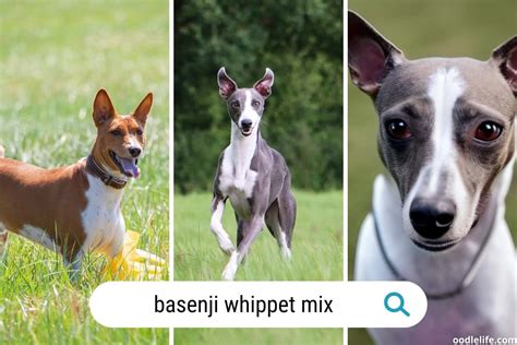 Whippet Basenji Mix Guide (with Photos) - Oodle Life