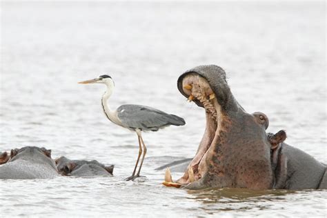 Winning shots from the Comedy Wildlife Photography Awards - Positive News