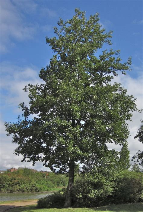 Alder Tree Identification