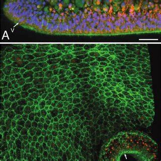 (A) Cross-section, confocal microscope image of a Trichoplax adhaerens ...