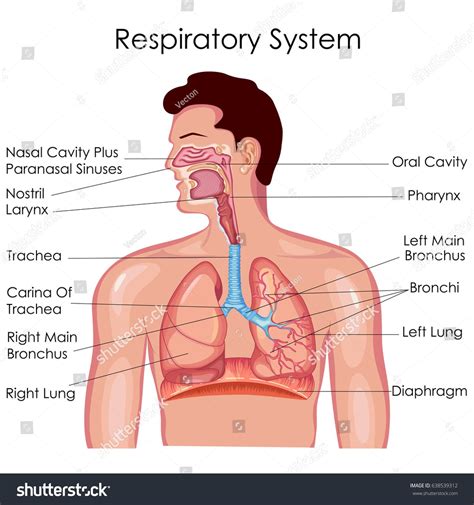 Medical Education Chart of Biology for Respiratory System Diagram ...