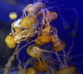 Jellyfish Free Stock Photo - Public Domain Pictures