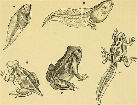 Metamorphosis - Definition, Types and Examples | Biology Dictionary