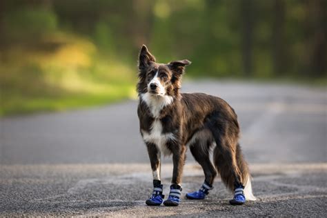 Should Dogs Wear Shoes