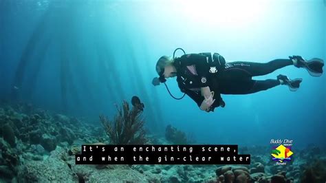 Buddy Dive Bonaire, Top 5 dive sites 2017: Salt Pier - YouTube