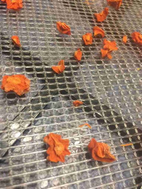 How to Dehydrate Carrots with Gently Sustainable