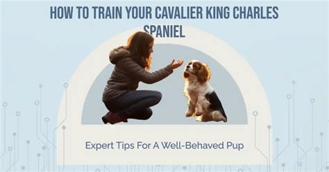 How To Train Cavalier King Charles Spaniel