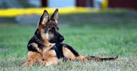 German Shepherd Training Guide: All You Need to Know – The German ...