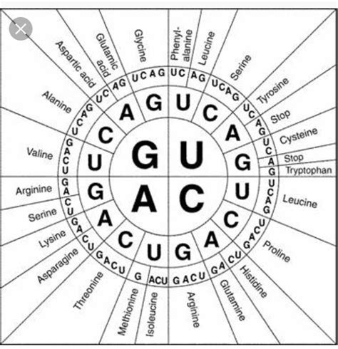 Codon chart | Biology worksheet, Dna worksheet, Biology lessons