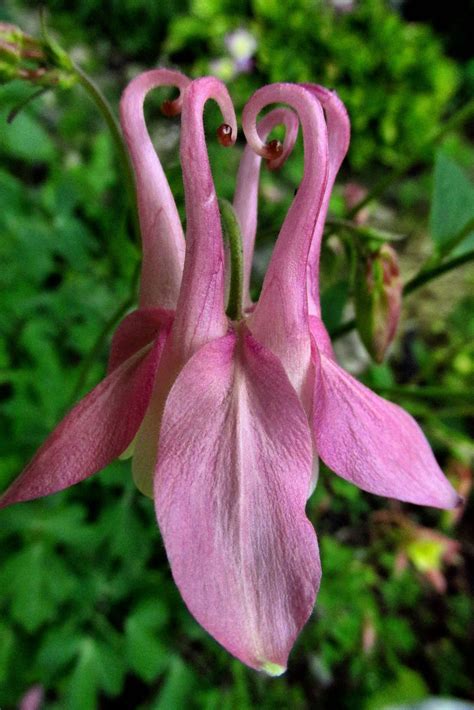 Pin on Unusual Plants