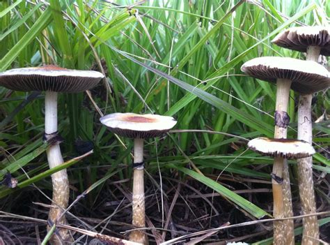 Psilocybe Cubensis in SE Louisiana - Mushroom Hunting and ...