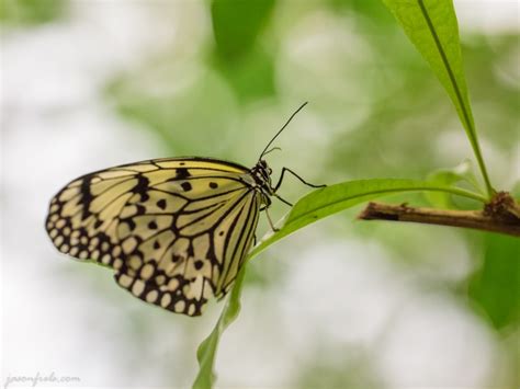 Butterfly Center in Houston – Jason Frels