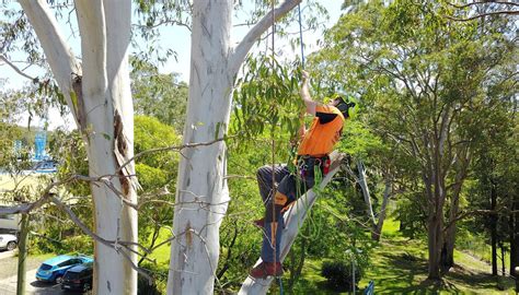 Tree Removal Newcastle, Maitland & Lake Macquarie: Agility Trees